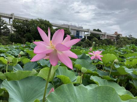 雨後の大賀ハス 雨後の大賀ハスの写真