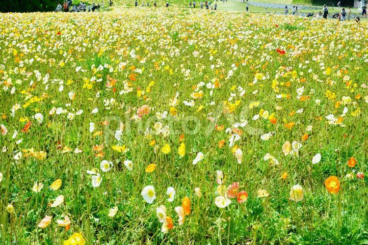 森林公園　花 森林公園,花,埼玉県の写真素材