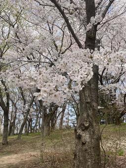 Photo, cherry blossoms, spring, sakura, 