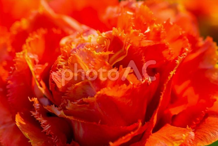 春の昭和記念公園に咲く満開のチューリップ 東京,立川,昭和記念公園の写真素材