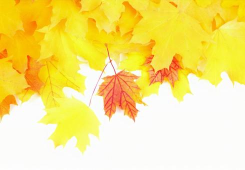Maple leaves frame Autumn landscape image, JPG