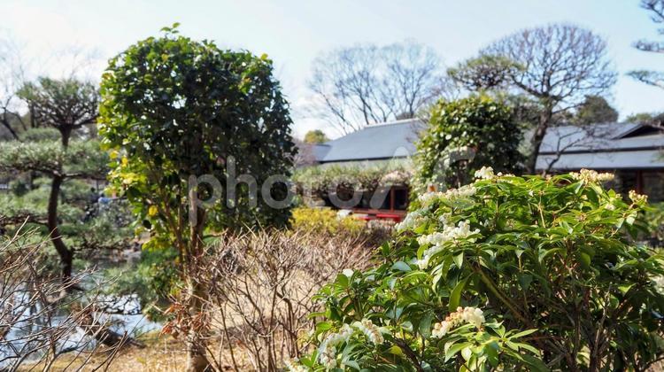 早春の白い花・航空公園（埼玉県・所沢市） 早春,白い花,所沢航空記念公園の写真素材