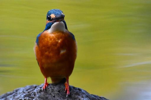 カワセミ カワセミの写真