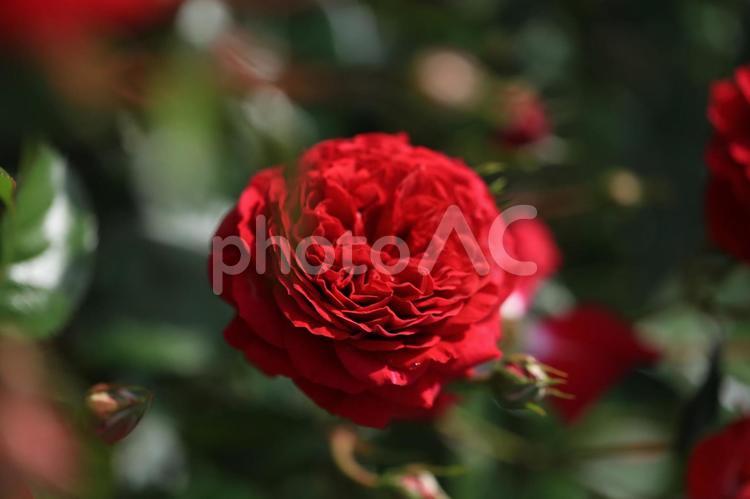 しっとりとした花びらの赤いバラ バラ,薔薇,花の写真素材