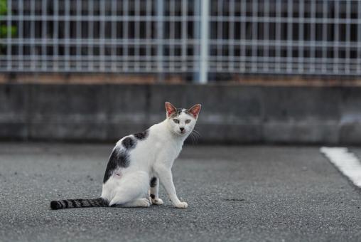 こちらをじっと見つめる牛柄猫 牛柄猫,cawcat,ハチワレ猫の写真素材