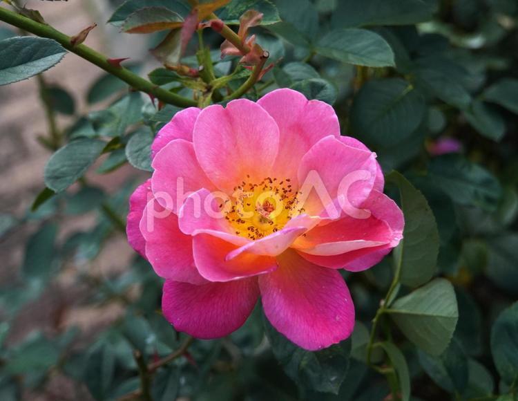 薔薇 薔薇,薔薇園,秋バラの写真素材