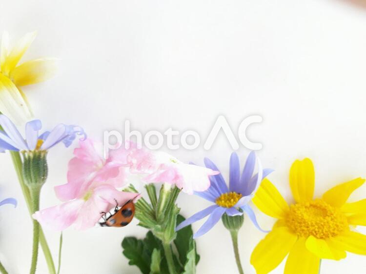 可愛い花とてんとう虫のフレーム　 てんとう虫,春,夏の写真素材