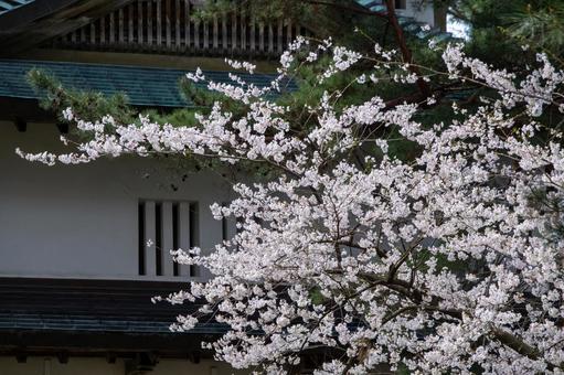 家並みの中に咲くサクラ 家並みの中に咲くサクラ かわいい,きれい,光の写真素材