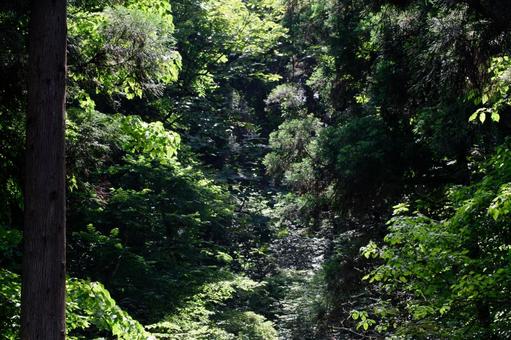 森林 森林 森林,森,山の写真素材