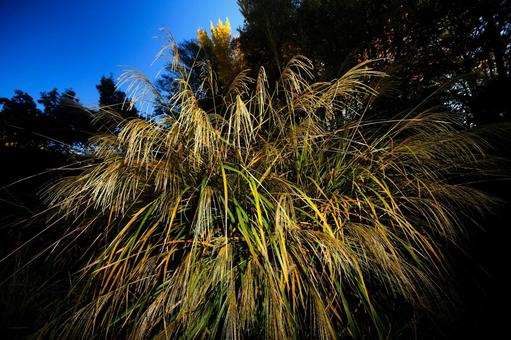 ススキ ススキ,芒,薄の写真素材