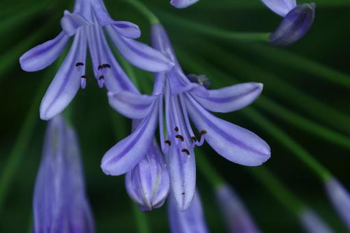 Photo, agapanthus, purple clam, murasaki kunsiran, 