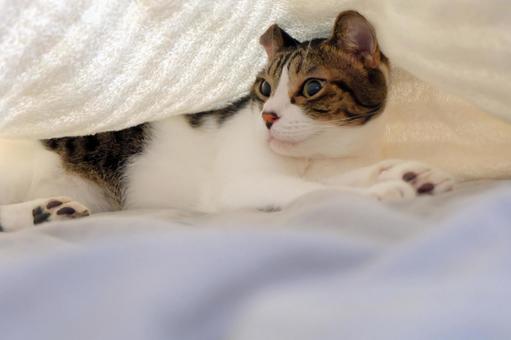 タオルケットの中の猫_08 タオルケットの中の猫_08 猫画像,ねこ写真,タオルケットの写真素材