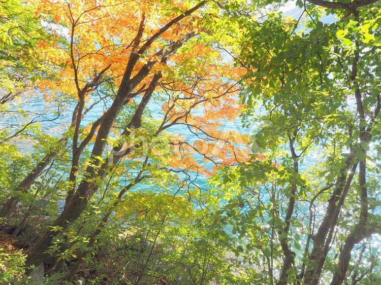 秋の中禅寺湖畔 中禅寺湖,秋,紅葉の写真素材