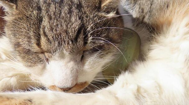 猫に小判 猫,小判,猫に小判の写真素材