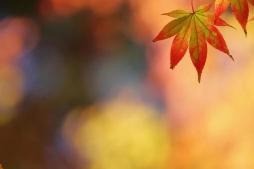 色づく紅葉 色づく紅葉の写真