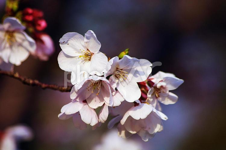 桜の季節 桜,サクラ,さくらの写真素材