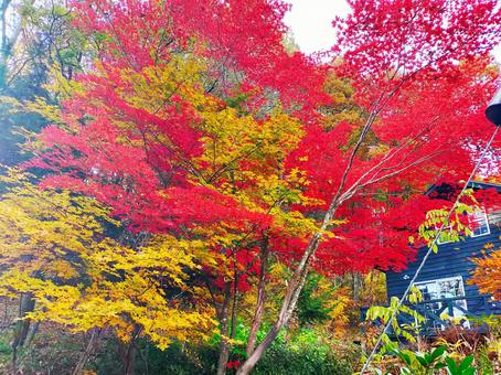色鮮やかな紅葉 色鮮やかな紅葉の写真