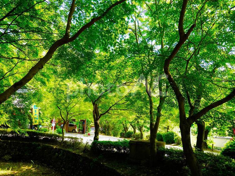 新緑の木陰 木,木材,公園の写真素材