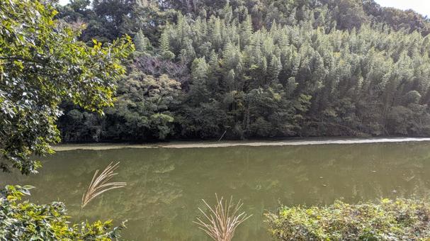 川と竹林の写真