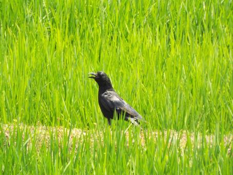 今年の夏は暑いなぁと思ってるカラス☺ 今年の夏は暑いなぁと思ってるカラス☺ カラス,鳥,鳥類の写真素材
