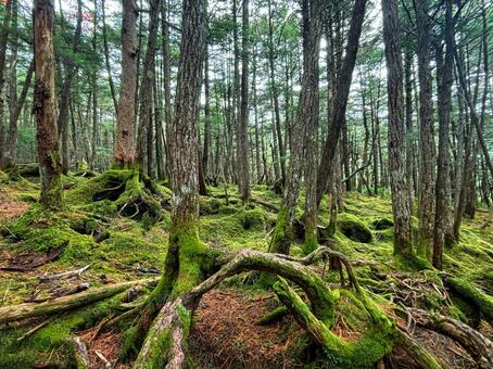 長野県　白駒池　苔の森 白駒池,苔の森,苔の写真素材