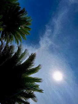 Palm trees and blue sky viewed from below, JPG