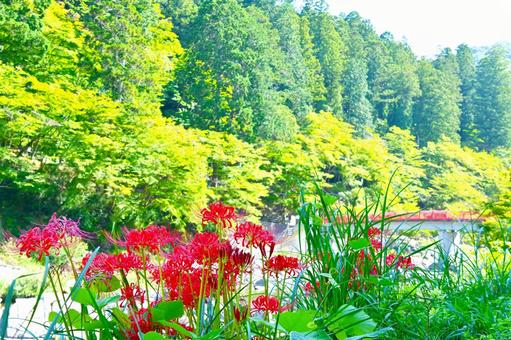 香嵐渓の彼岸花 香嵐渓の彼岸花 彼岸花,ヒガンバナ,曼珠沙華の写真素材