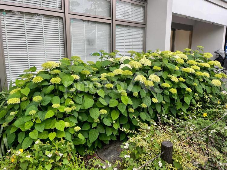 東京、道端に咲く紫陽花（アジサイ） 紫陽花,あじさい,アジサイの写真素材