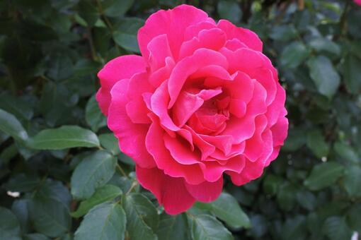 鮮やかなショッキングピンクのバラ バラ,花束,ローズの写真素材