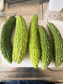 ゴーヤー ゴーヤー,ごーやー,ニガウリの写真素材