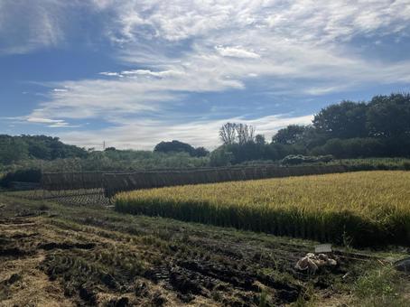 田んぼ③ 田んぼ,収穫,空の写真素材