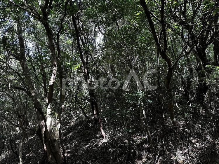 森の木々 瀬戸内海国立公園,風景,景色の写真素材