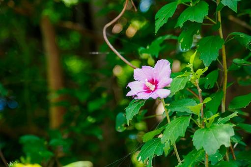 Rose of Sharon ⑻, JPG Rose of Sharon ⑻, JPG
