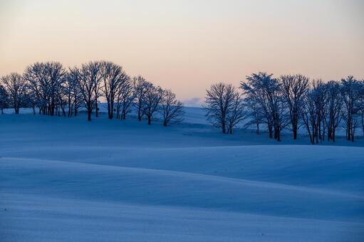 波打つ雪原が描く陰影の造形美と佇む樹々 雪原,林,枝ぶりの写真素材
