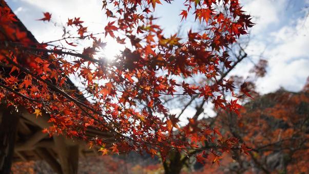 Photo, japanese autumn leaves, autumn leaves, japan, 