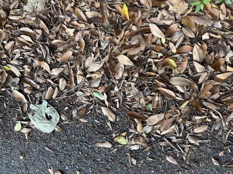 道端の落ち葉と枯れ草 道端の落ち葉と枯れ草 落ち葉,枯れ草,道端の写真素材