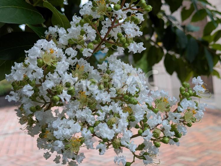 小暑前の横浜市北部に咲く白いサルスベリ 百日紅,さるすべり,花木の写真素材