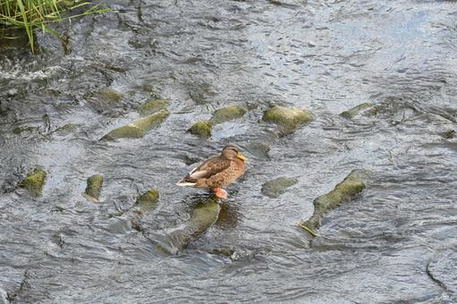 Spot-billed Duck Kashio River, JPG