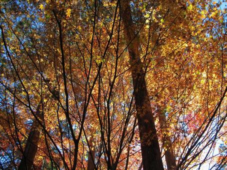 紅葉風景 紅葉,秋,葉の写真素材