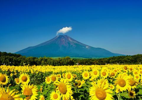 ヒマワリ畑 ヒマワリ畑 花の都公園ひまわり,晴れ,風景の写真素材