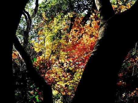 木々の間に色付く12月の紅葉 紅葉,もみじ,かえでの写真素材