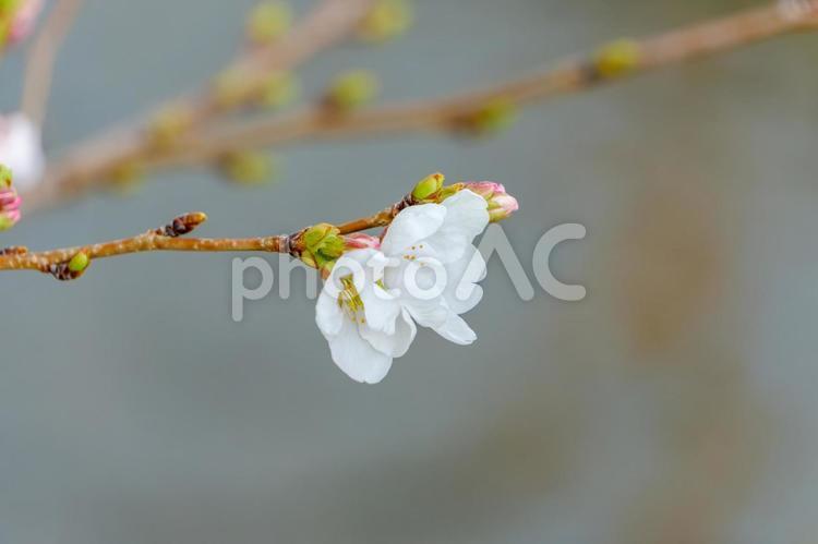 開き始めた桜のつぼみ 桜,花,花びらの写真素材