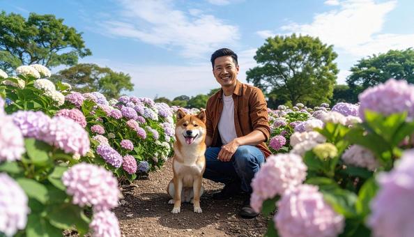 アジサイを背景に柴犬と一緒の男性 アジサイを背景に柴犬と一緒の男性の写真