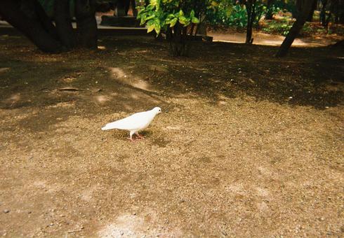 【写ルンです】白いはと 【写ルンです】白いはと 夏,風景,夏休みの写真素材
