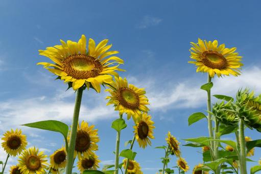青空とひまわり 青空とひまわり 向日葵,ひまわり畑,夏の写真素材