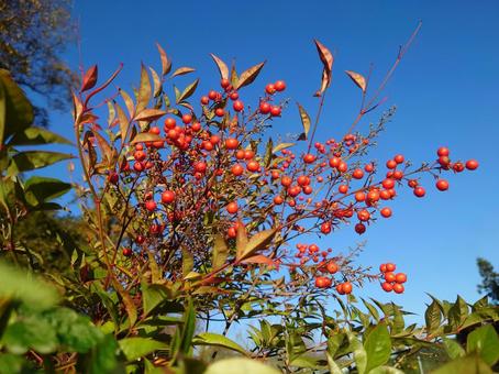 赤い実 空,自然,晴れの写真素材
