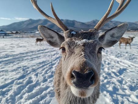 雪原の雄鹿 雪原の雄鹿の写真