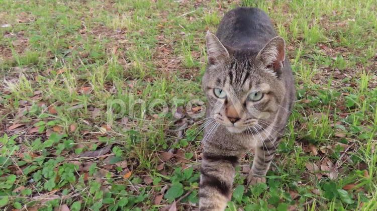 パトロール中のモフモフで可愛い猫様 猫,キジトラ,パトロールの写真素材