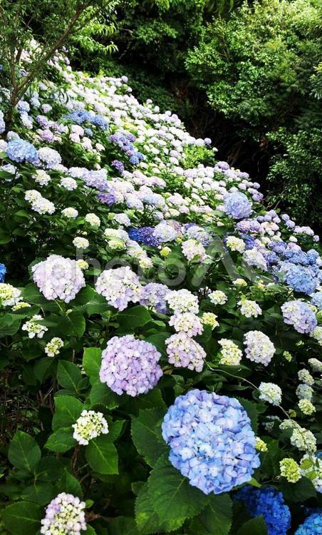 たくさんのあじさい 紫陽花,あじさい,自然の写真素材