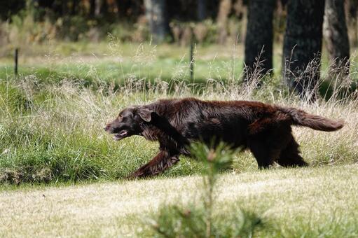 ターゲットに集中 犬,大型犬,レトリーバーの写真素材